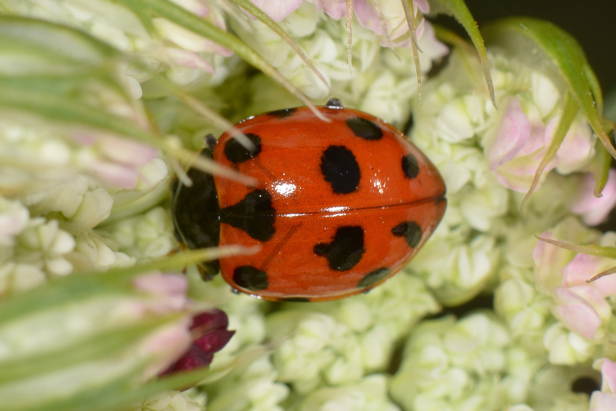 Coccinella undecimpunctata? No, Ceratomegilla undecimnotata